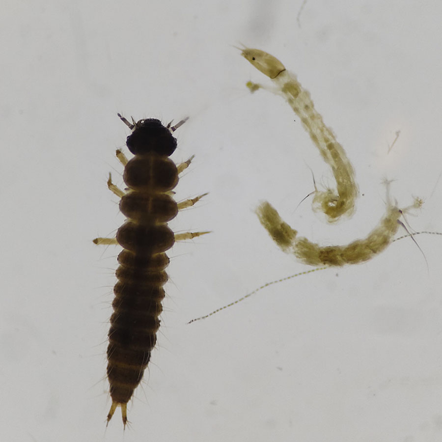 macroinvertebrado